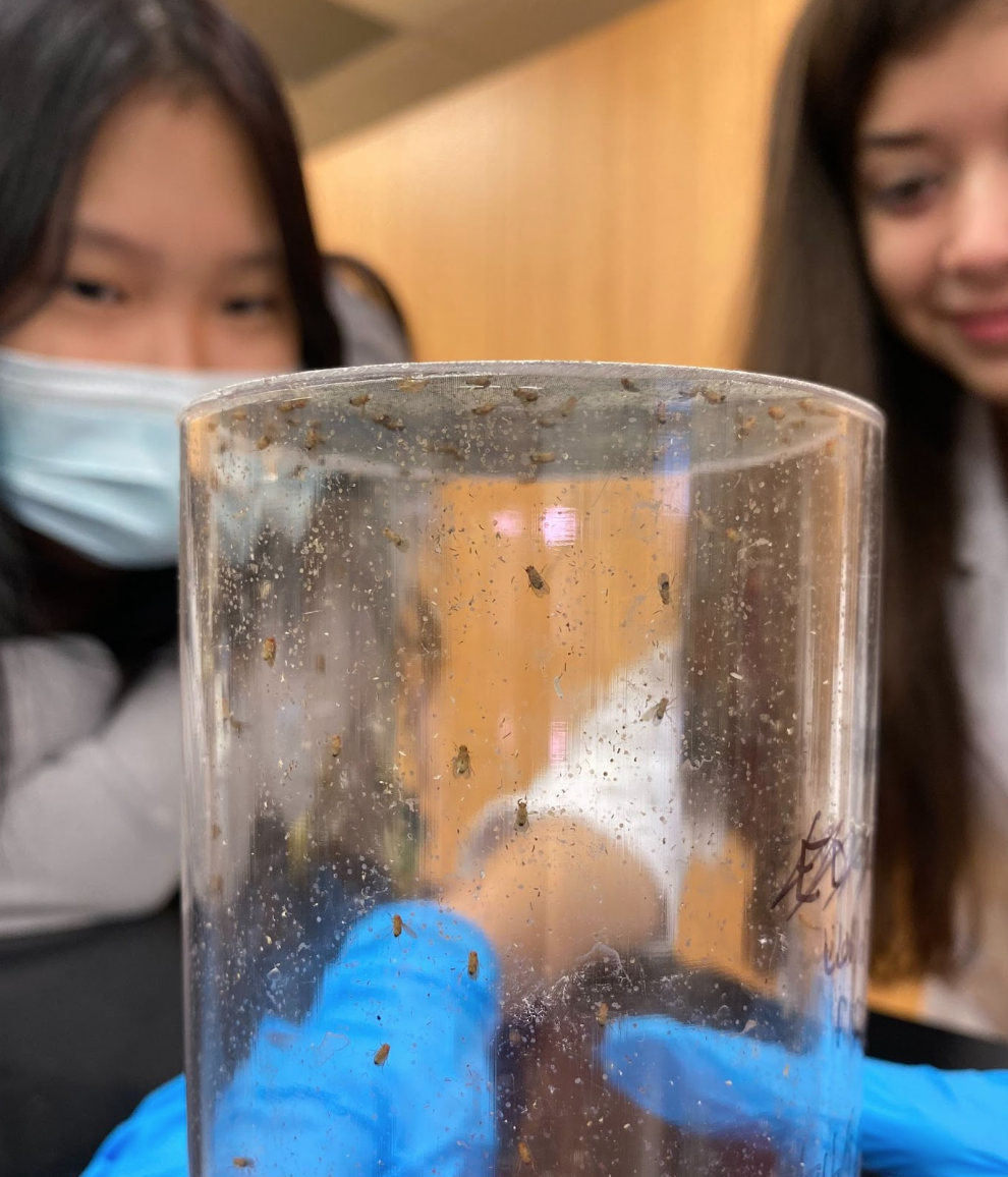 Scientific Discoveries Starting with a Fruit Fly