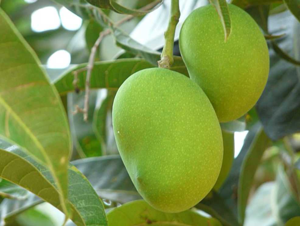 The Mango Tree 