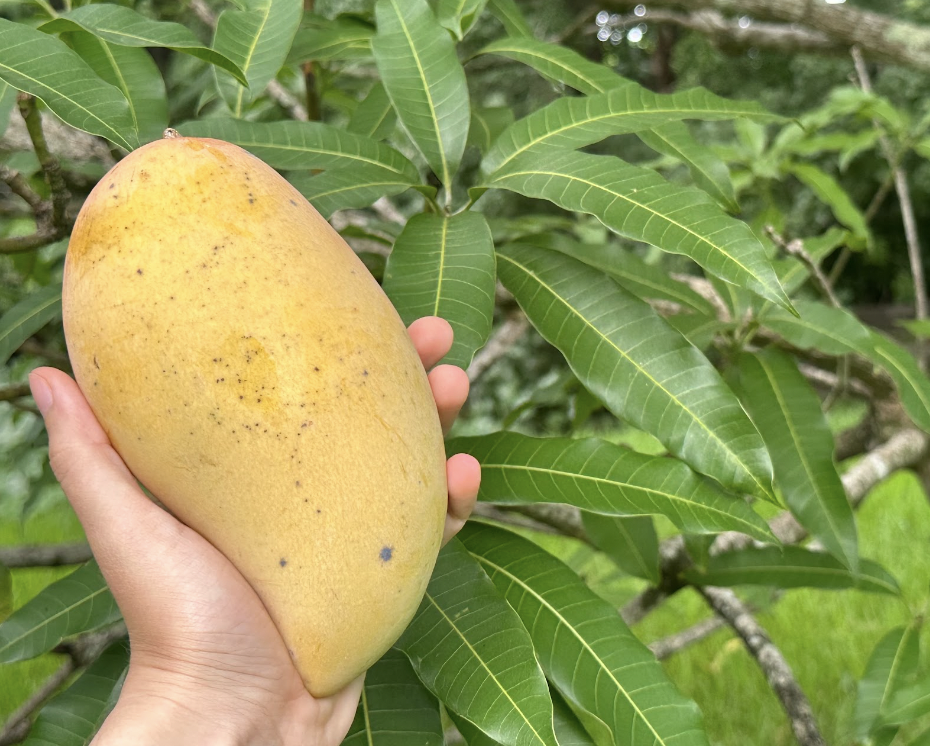 Investigating The Case of the Disappearing Mangos