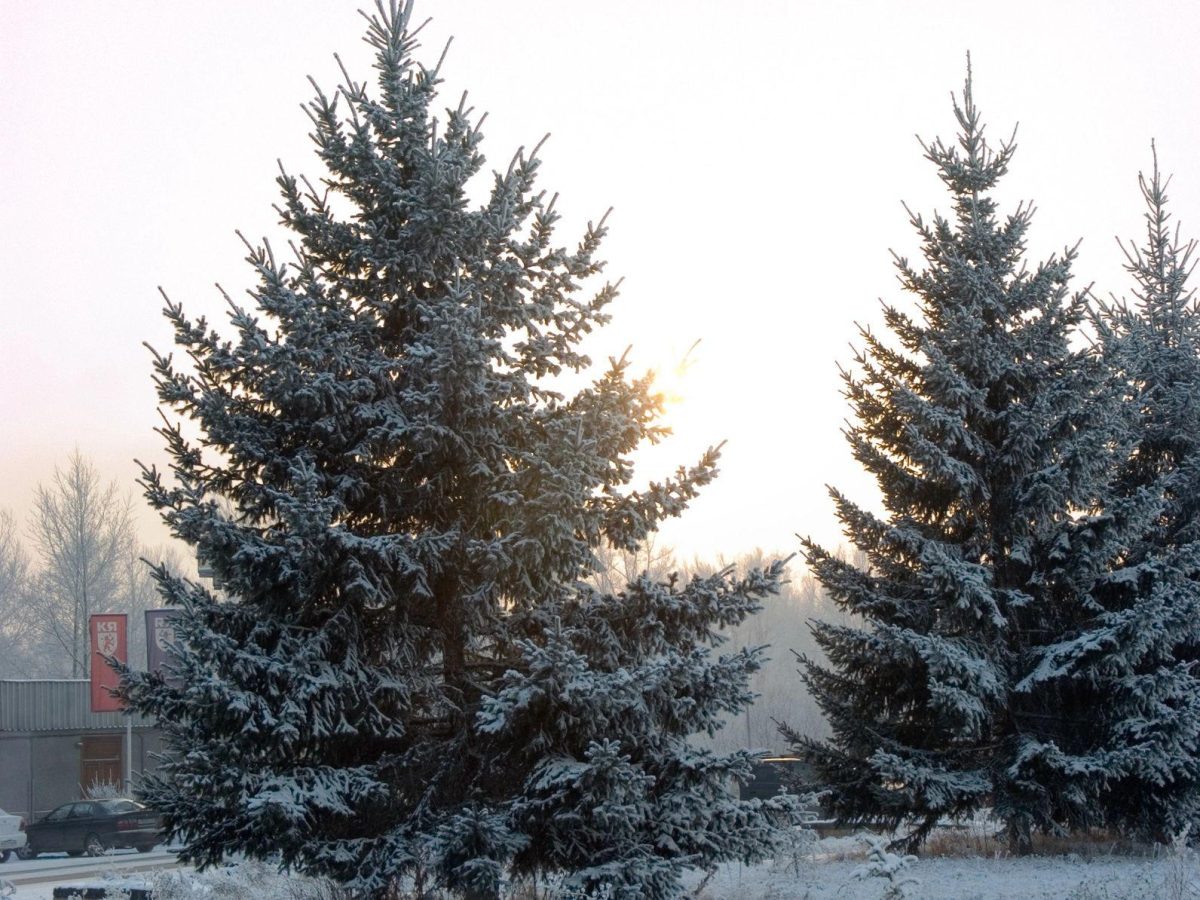 Q&amp;A: Do you have a unique winter tradition?