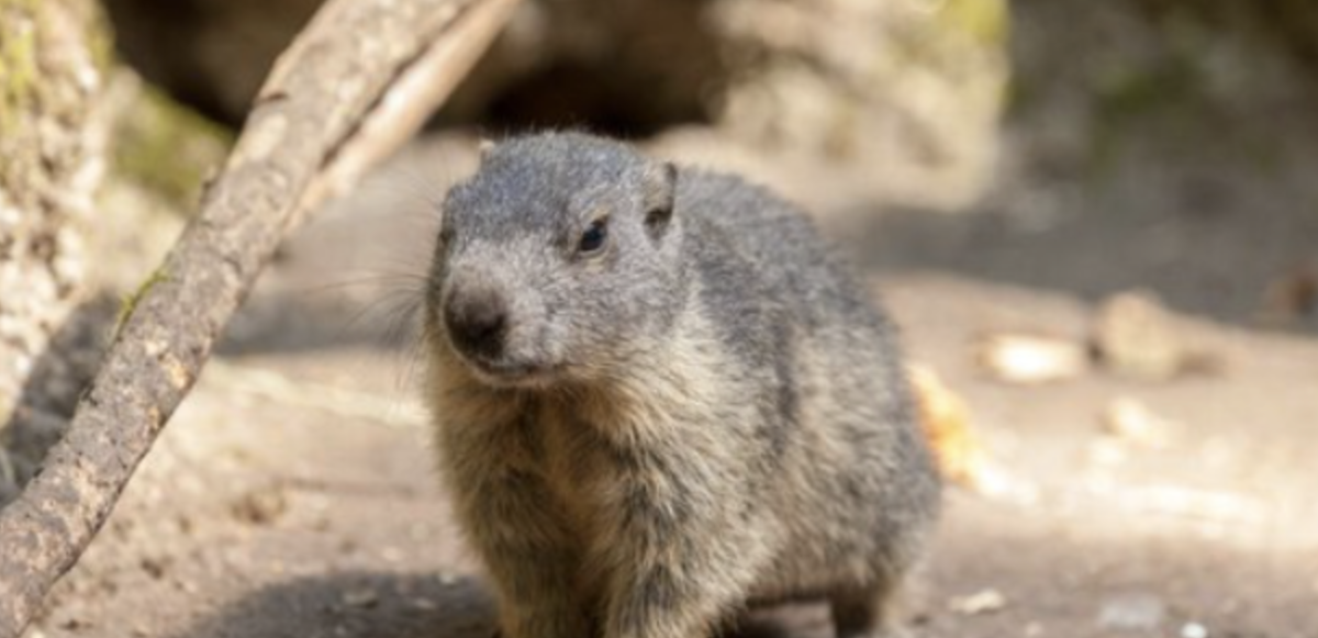 Punxsutawney Phil emerges from his burrow to continue the longstanding tradition of Groundhog Day