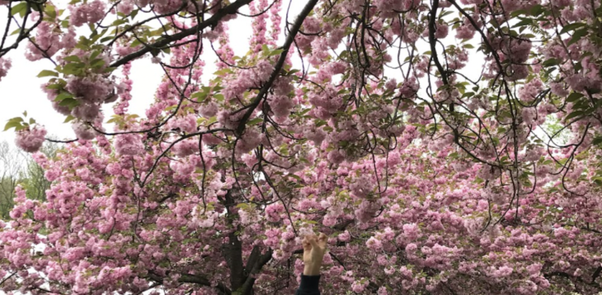 Planning your next trip to New York City in spring